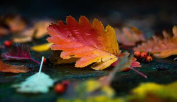 10 українських пісень, які найкраще звучать восени