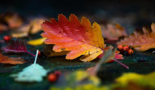 10 українських пісень, які найкраще звучать восени