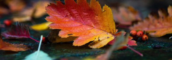 10 українських пісень, які найкраще звучать восени