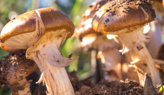 За грибами в Нойе Харт