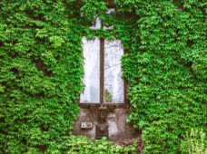 Зелёные стены Лейпцига