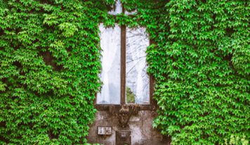 Зелёные стены Лейпцига