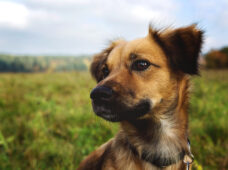 Hundesteuer wird 2026 angepasst: einfacher und digitaler