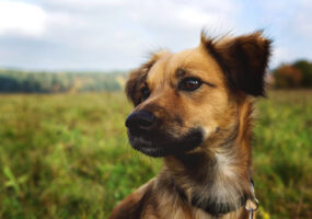 Hundesteuer wird 2026 angepasst: einfacher und digitaler