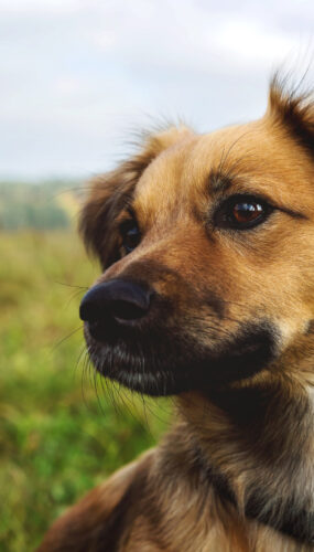 Hundesteuer wird 2026 angepasst: einfacher und digitaler