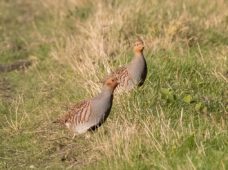Das Rebhuhn ist der Vogel des Jahres 2026