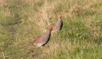 Das Rebhuhn ist der Vogel des Jahres 2026