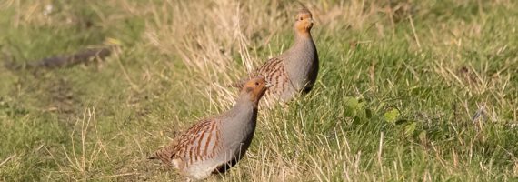 Das Rebhuhn ist der Vogel des Jahres 2026