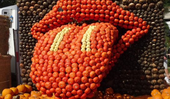 Осінь оздоблена гарбузами: найбільші виставки Саксонії