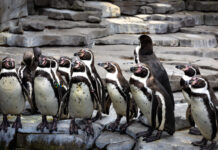 В зоопарке Лейпцига подтверждено заражение птичьим гриппом