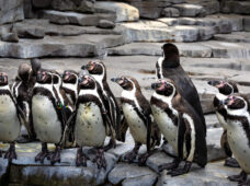 В зоопарке Лейпцига подтверждено заражение птичьим гриппом