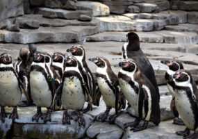 В зоопарке Лейпцига подтверждено заражение птичьим гриппом