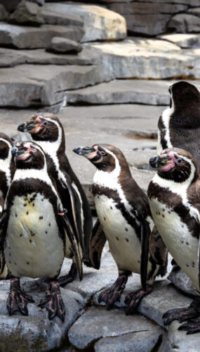 В зоопарке Лейпцига подтверждено заражение птичьим гриппом
