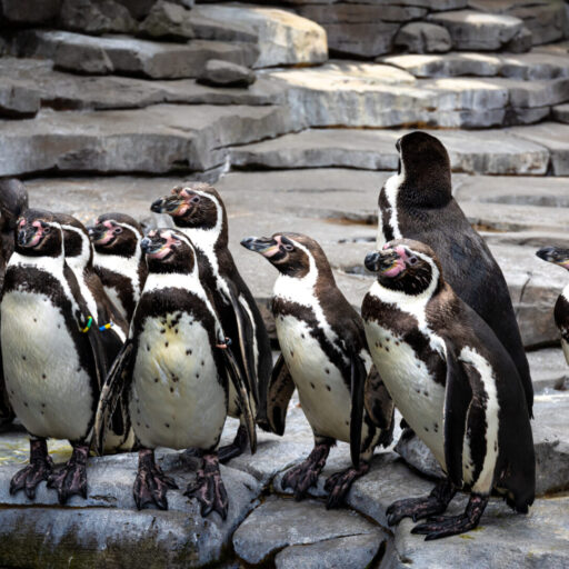 В зоопарке Лейпцига подтверждено заражение птичьим гриппом