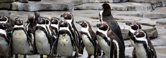 В зоопарке Лейпцига подтверждено заражение птичьим гриппом