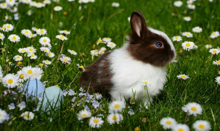 Краткое описание: Маленький пушистый кролик коричнево-белого окраса сидит на ярко-зеленом лугу среди цветущих маргариток. Рядом с ним в траве лежат два пасхальных яйца нежно-голубого цвета. Подробное описание: Объект: Декоративный кролик с темно-коричневой мордочкой и спинкой, белым «воротником» и грудкой. У него заметен яркий голубой глаз. Окружение: Густая зеленая трава, усыпанная множеством белых маргариток с желтыми сердцевинами. Фокус мягкий, задний план слегка размыт. Детали: В нижнем левом углу видны два пасхальных яйца, которые почти скрыты цветами. Освещение яркое, солнечное, создающее атмосферу весны и праздника.
