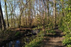 Экскурсия в лесу Бургауэ в Лейпциге