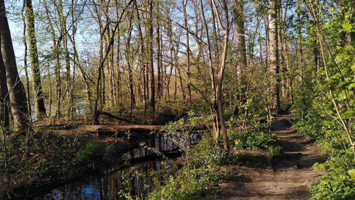 Экскурсия в лесу Бургауэ в Лейпциге