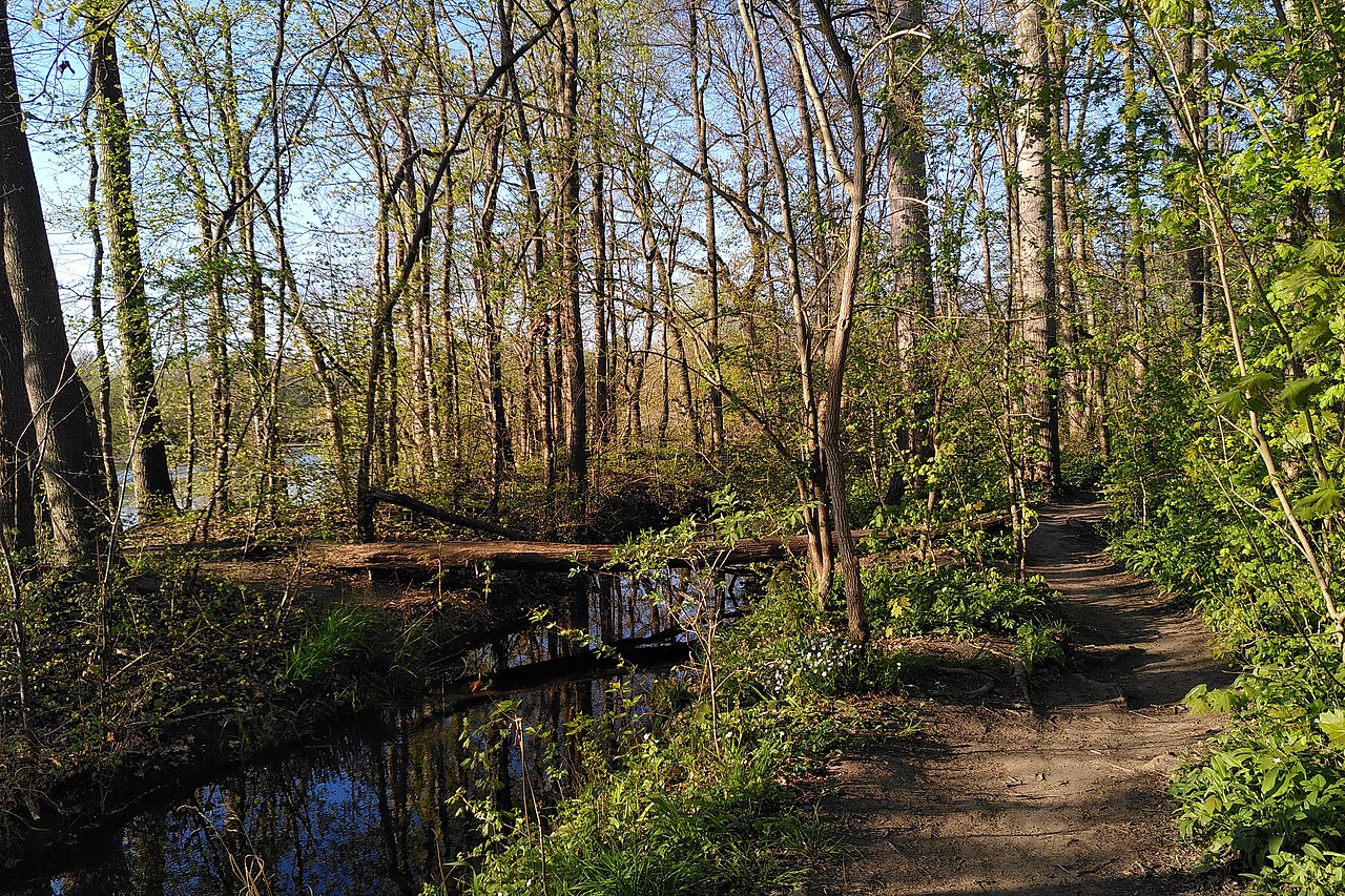Красивый лес Burgaue в Лейпциге Экскурсия в лесу Бургауэ в Лейпциге