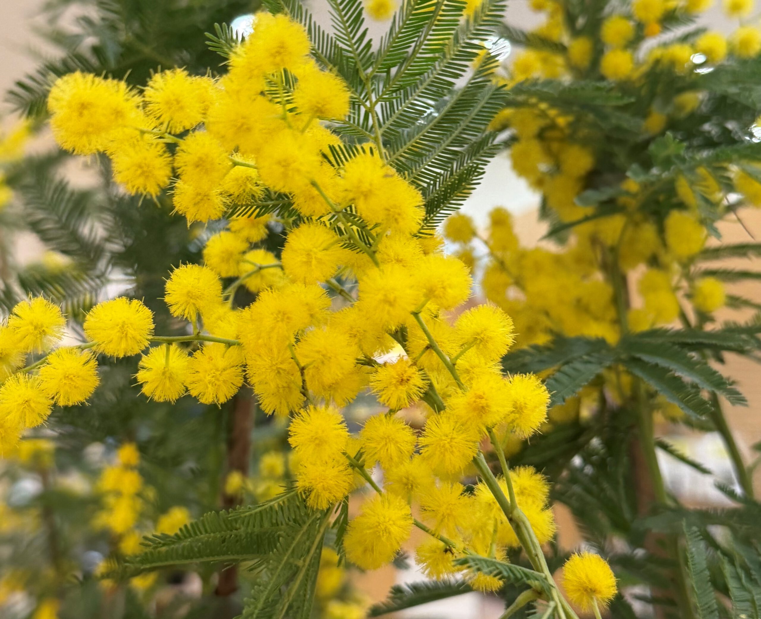 Веточка мимозы с пушистыми жёлтыми цветами и нежными зелёными листьями.