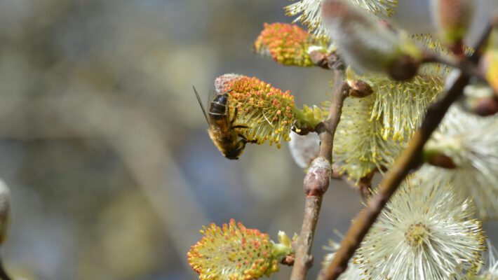 Медоносная пчела собирает пыльцу с пушистых почек вербы, знаменуя приход весны и теплую погоду в Лейпциге