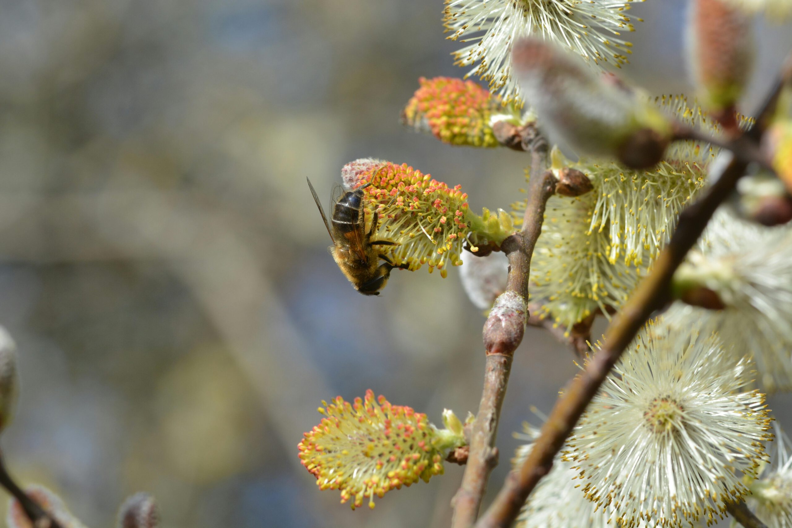 Медоносная пчела собирает пыльцу с пушистых почек вербы, знаменуя приход весны и теплую погоду в Лейпциге Медоносная пчела собирает пыльцу с пушистых почек вербы, знаменуя приход весны и теплую погоду в Лейпциге