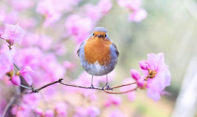 На фотографии запечатлена маленькая округлая птица — зарянка, сидящая в центре кадра прямо на зрителя. У неё ярко-оранжевая грудка, серовато-коричневые крылья и светлое брюшко. Птица сидит на тонкой коричневой ветке азалии или рододендрона. Вокруг неё — пышное облако из нежно-розовых цветов, которые находятся в мягком расфокусе, создавая атмосферу ранней весны. Свет мягкий и светлый, подчеркивающий детали оперения и хрупкость цветов