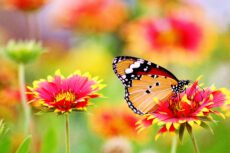 Яркая бабочка на расцветающих цветах гайлардии под весенним солнцем — символ потепления в Лейпциге до +16°C на этой неделе.