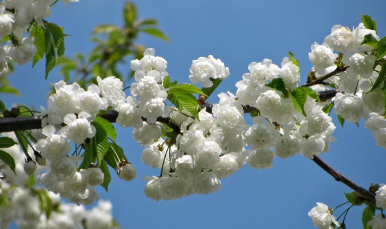 Крупный план ветвей цветущей белой вишни в яркий солнечный день. Пушистые гроздья махровых белых цветов густо покрывают ветки, перемежаясь со свежими зелеными листьями. Фон — чистое, безоблачное голубое небо. Ветки диагонально пересекают кадр, создавая ощущение легкости и весны.