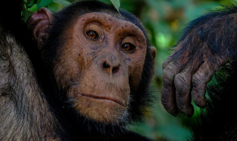 Взрослый шимпанзе в лесах Уганды; иллюстрация к исследованию о том, как начинается гражданская война шимпанзе из-за разрыва социальных связей