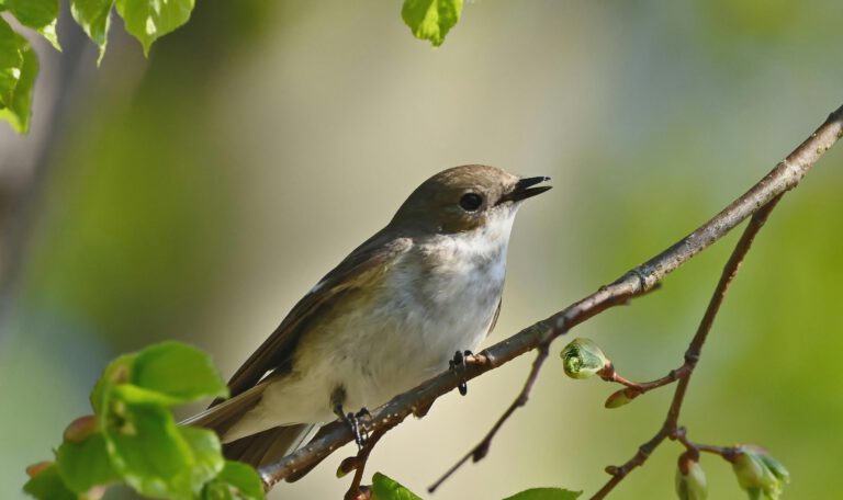 Маленькая, коричнево-белая птичка (возможно, мухоловка) сидит на ветке дерева с ярко-зелеными весенними листьями и нераскрывшимися почками. Голова птицы повернута вправо, клюв слегка приоткрыт, как будто она поет. Крупный план. Птица на ветке с первыми листьями, олицетворяющая весеннюю погоду в Лейпциге