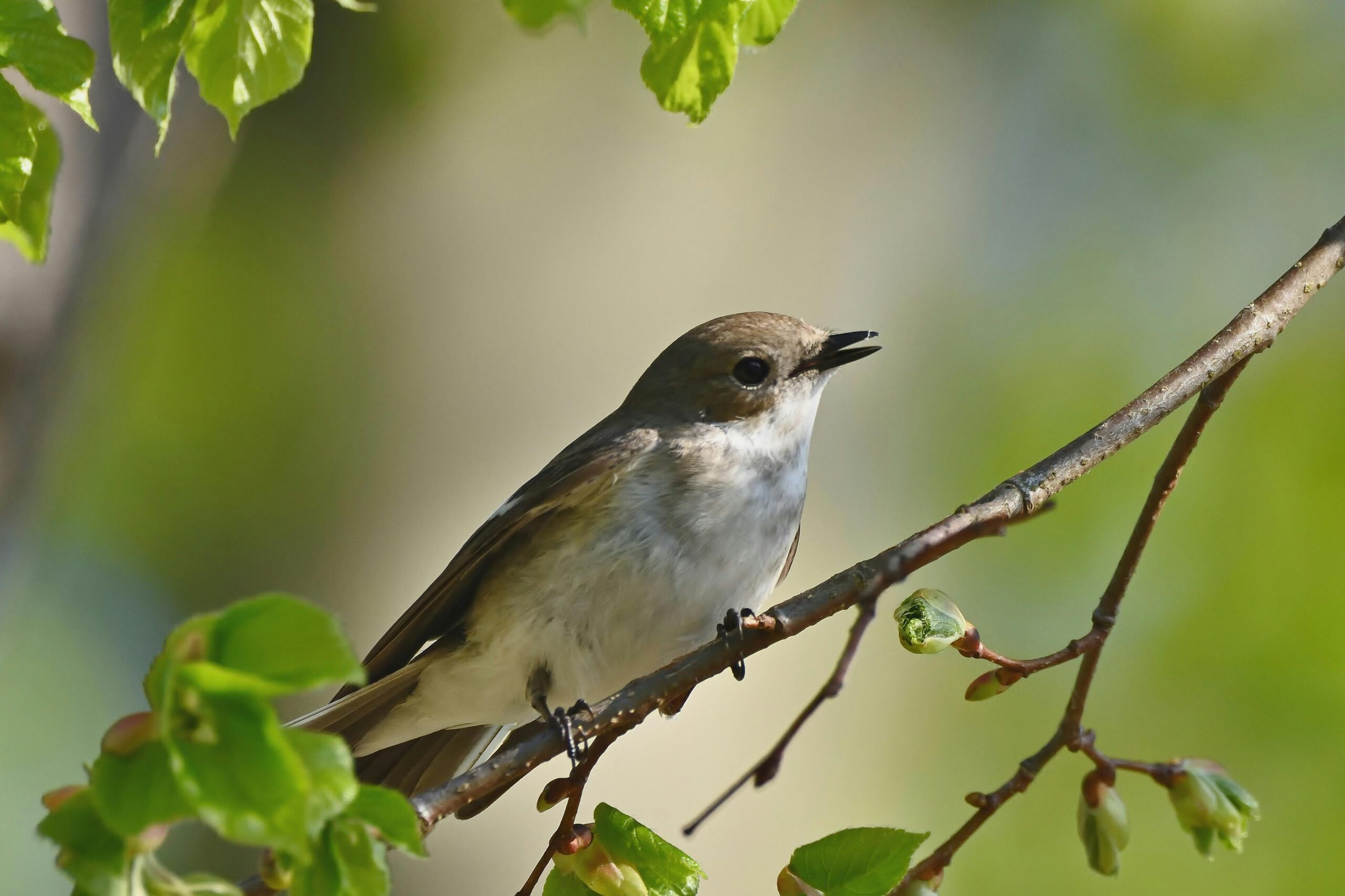 Маленькая, коричнево-белая птичка (возможно, мухоловка) сидит на ветке дерева с ярко-зелеными весенними листьями и нераскрывшимися почками. Голова птицы повернута вправо, клюв слегка приоткрыт, как будто она поет. Крупный план. Птица на ветке с первыми листьями, олицетворяющая весеннюю погоду в Лейпциге Маленькая, коричнево-белая птичка (возможно, мухоловка) сидит на ветке дерева с ярко-зелеными весенними листьями и нераскрывшимися почками. Голова птицы повернута вправо, клюв слегка приоткрыт, как будто она поет. Крупный план. Птица на ветке с первыми листьями, олицетворяющая весеннюю погоду в Лейпциге