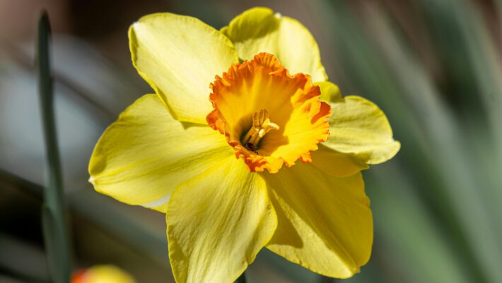 Крупный план цветущего нарцисса сорта 'Fortissimo'. У цветка ярко-жёлтые лепестки околоцветника и оранжевая коронка с волнистым краем. В центре видны тычинки и пестик. На заднем плане, в размытии, видны зеленые стебли и листья