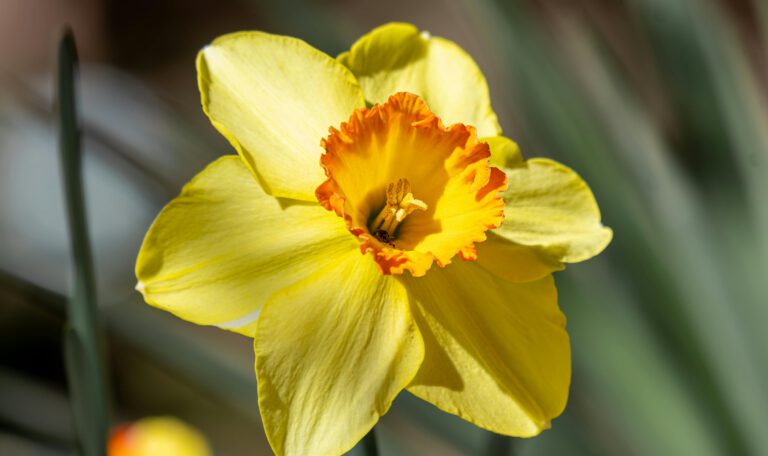 Крупный план цветущего нарцисса сорта 'Fortissimo'. У цветка ярко-жёлтые лепестки околоцветника и оранжевая коронка с волнистым краем. В центре видны тычинки и пестик. На заднем плане, в размытии, видны зеленые стебли и листья