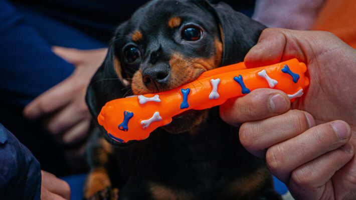 Крупный план милого черно-подпалого щенка таксы с большими доверчивыми глазами, который преданно смотрит в камеру, пока заботливая рука аккуратно держит в его пасти яркую оранжевую игрушку-кость. Эта сцена демонстрирует крепкую связь между человеком и питомцем, подчеркивая важность ответственного ухода, который теперь в Италии законодательно приравнивается к семейным обязанностям, давая право на оплачиваемый отпуск