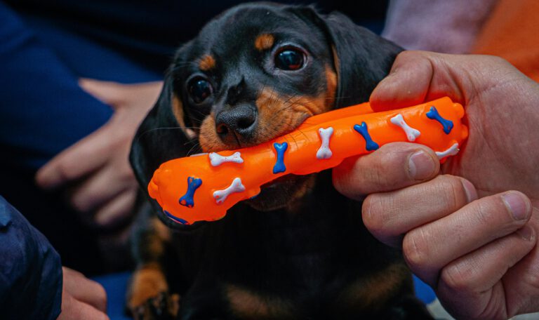 Крупный план милого черно-подпалого щенка таксы с большими доверчивыми глазами, который преданно смотрит в камеру, пока заботливая рука аккуратно держит в его пасти яркую оранжевую игрушку-кость. Эта сцена демонстрирует крепкую связь между человеком и питомцем, подчеркивая важность ответственного ухода, который теперь в Италии законодательно приравнивается к семейным обязанностям, давая право на оплачиваемый отпуск
