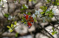 Это изображение — макроснимок крупной бабочки «Павлиний глаз» (Aglais io), которая греется на ветке цветущего фруктового дерева. Яркие, оранжево-коричневые крылья бабочки расправлены, демонстрируя четыре характерных сине-голубых пятна, напоминающих глаза павлина, которые служат для отпугивания хищников. Бабочка находится в центре композиции, окруженная нежными белыми цветами с желтыми тычинками и молодыми зелеными листьями. Задний план размыт (эффект боке), создавая мягкий фон из зелени, веток и пятен света, что подчеркивает детализацию насекомого и цветов. Свет яркий и естественный, падающий на крылья сверху