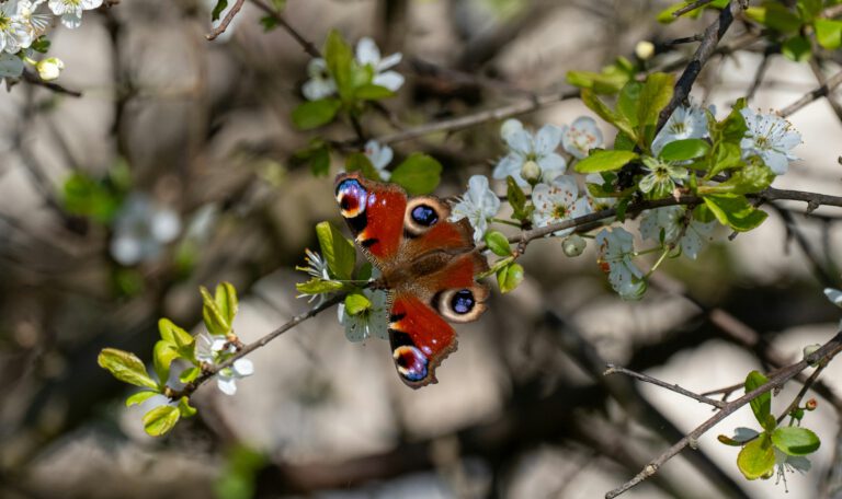 Это изображение — макроснимок крупной бабочки «Павлиний глаз» (Aglais io), которая греется на ветке цветущего фруктового дерева. Яркие, оранжево-коричневые крылья бабочки расправлены, демонстрируя четыре характерных сине-голубых пятна, напоминающих глаза павлина, которые служат для отпугивания хищников. Бабочка находится в центре композиции, окруженная нежными белыми цветами с желтыми тычинками и молодыми зелеными листьями. Задний план размыт (эффект боке), создавая мягкий фон из зелени, веток и пятен света, что подчеркивает детализацию насекомого и цветов. Свет яркий и естественный, падающий на крылья сверху