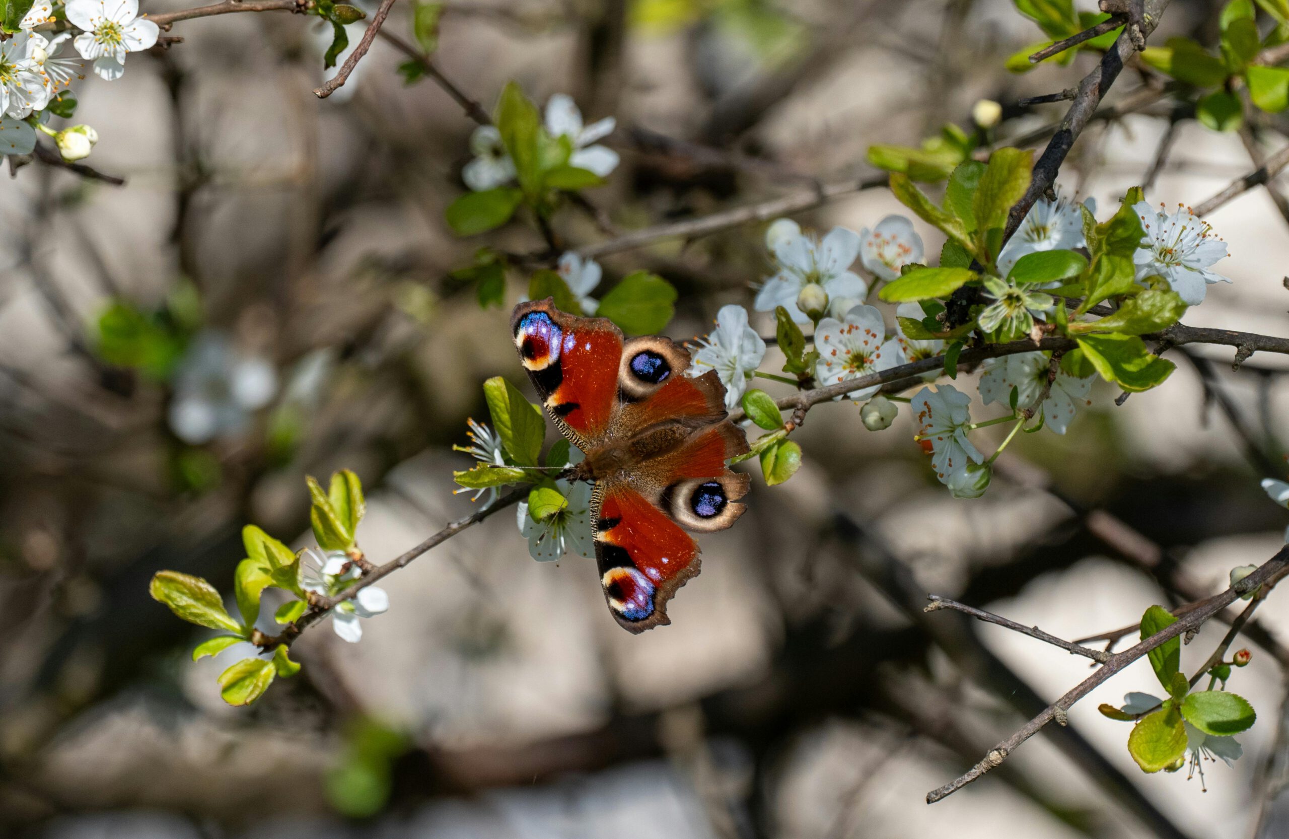 Это изображение — макроснимок крупной бабочки «Павлиний глаз» (Aglais io), которая греется на ветке цветущего фруктового дерева. Яркие, оранжево-коричневые крылья бабочки расправлены, демонстрируя четыре характерных сине-голубых пятна, напоминающих глаза павлина, которые служат для отпугивания хищников. Бабочка находится в центре композиции, окруженная нежными белыми цветами с желтыми тычинками и молодыми зелеными листьями. Задний план размыт (эффект боке), создавая мягкий фон из зелени, веток и пятен света, что подчеркивает детализацию насекомого и цветов. Свет яркий и естественный, падающий на крылья сверху