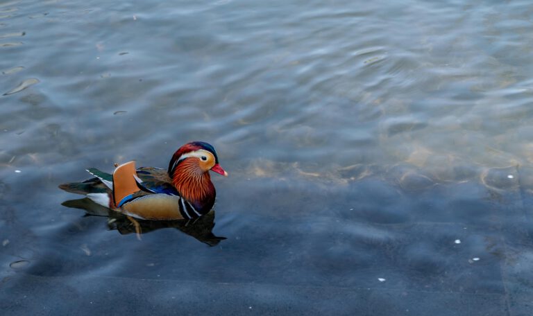 Яркая утка-мандаринка в холодном пруду Лейпцига на фоне переменчивой погоды в Саксонии. Иллюстрация к прогнозу погоды в Лейпциге на неделю: контраст между зимним холодом воды и весенним оперением птицы