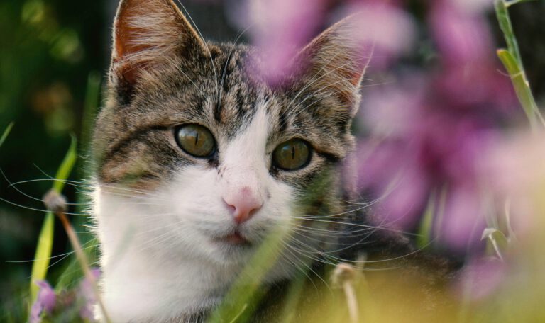 Портрет кошки, выглядывающей из сада. Животное имеет зелено-карие глаза, белую морду с розовым носом и белую шерсть на груди. Фон размыт и состоит из розовых цветов и зеленых стеблей травы