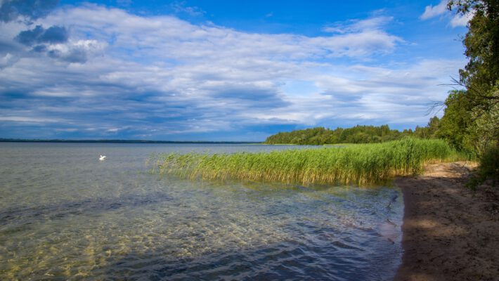 Отличное качество воды в озёрах Лейпцига. Пейзаж с широким озером, чистой прозрачной водой и песчаным дном на мелководье. Справа — песчаный берег и деревья, в воде растет полоса зеленого камыша, а вдали плавает одинокий белый лебедь. На заднем плане виден лесной массив. Небо синее, с контрастными белыми и грозовыми серыми облаками.