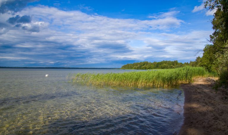 Отличное качество воды в озёрах Лейпцига. Пейзаж с широким озером, чистой прозрачной водой и песчаным дном на мелководье. Справа — песчаный берег и деревья, в воде растет полоса зеленого камыша, а вдали плавает одинокий белый лебедь. На заднем плане виден лесной массив. Небо синее, с контрастными белыми и грозовыми серыми облаками.